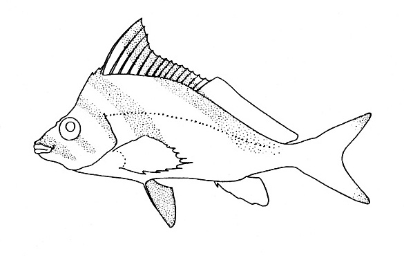 Representative of the Latridae family (Gosline & Brock, 1960, fig. 105)